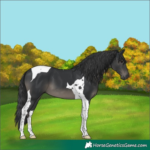 Horse Color:Black Tobiano