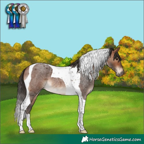Horse Color:Bay Roan Tobiano 