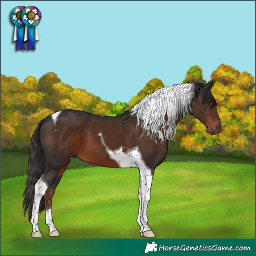 Horse Color:Liver Chestnut Tobiano