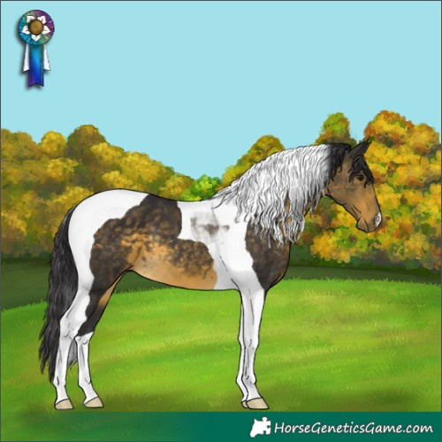 Horse Color:Buckskin Tobiano