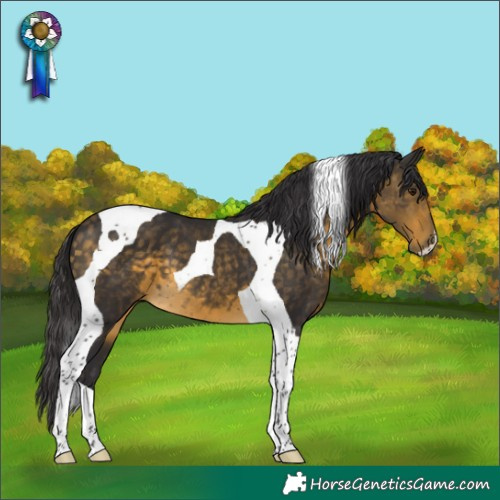 Horse Color:Buckskin Tobiano 
