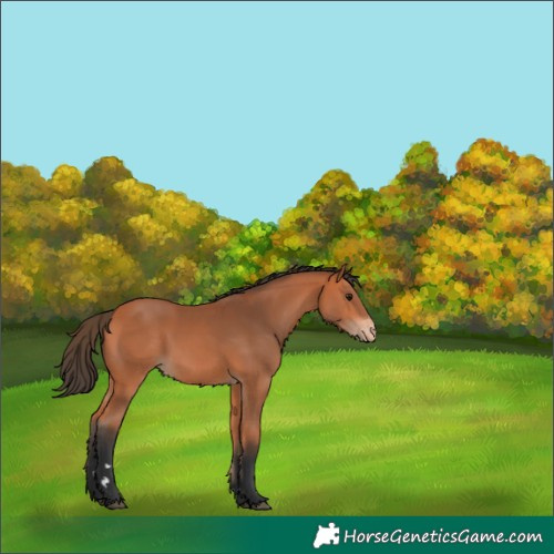 Horse Color:Bay Appaloosa 
