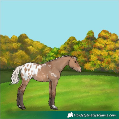 Horse Color:Silver Brown Dun Appaloosa 