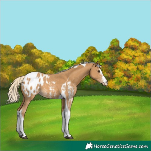 Horse Color:Palomino Sabino Tobiano Appaloosa 
