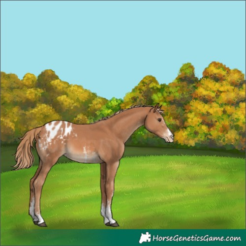 Horse Color:Chestnut Sabino Blanket