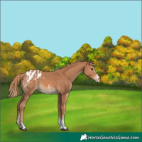 Horse Color:Chestnut Sabino Blanket 