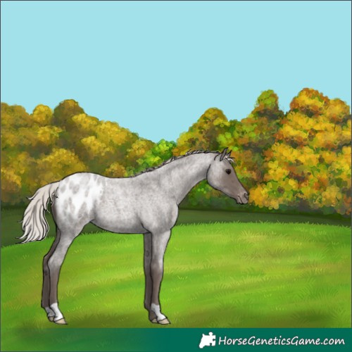 Horse Color:Silver Blue Roan Blanket