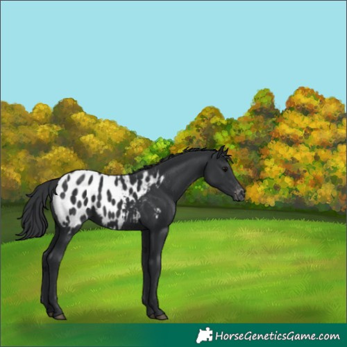 Horse Color:Black Blanket 