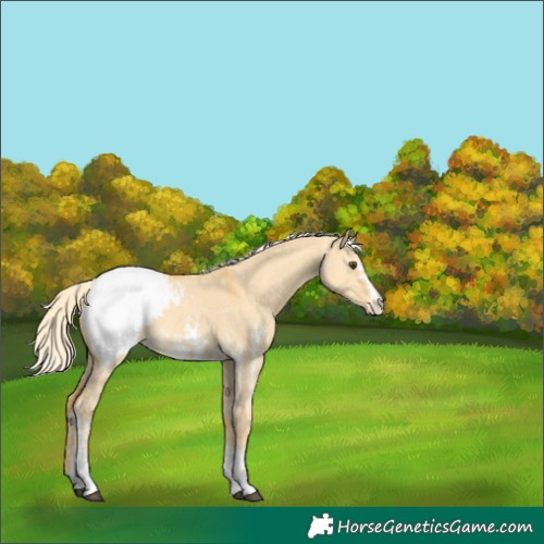 Horse Color:Palomino Dun Sabino Snowcap 