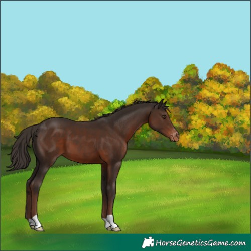 Horse Color:Liver Chestnut Varnish 