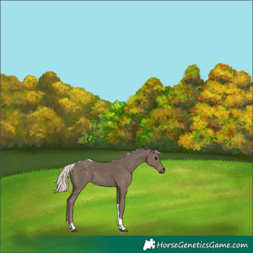 Horse Color:Silver Black Tobiano 