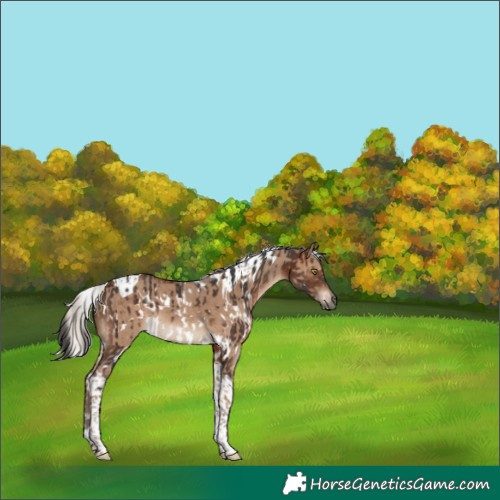 Horse Color:White Spotted Brown Tobiano Rabicano  and White Spotted Silver Grullo Tobiano 