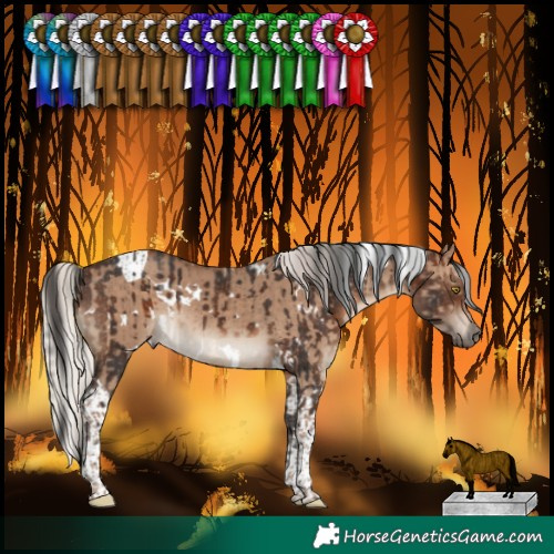 Horse Color:White Spotted Brown Tobiano Rabicano and White Spotted Silver Grullo Tobiano Rabicano
