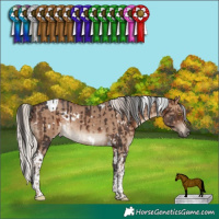 Horse Color:White Spotted Brown Tobiano Rabicano and White Spotted Silver Grullo Tobiano Rabicano