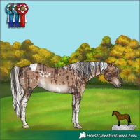 Horse Color:White Spotted Brown Tobiano Rabicano  and White Spotted Silver Grullo Tobiano Rabicano 