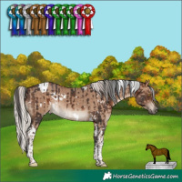 Horse Color:White Spotted Brown Tobiano Rabicano and White Spotted Silver Grullo Tobiano Rabicano