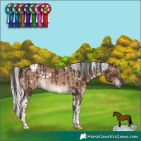 Horse Color:White Spotted Brown Tobiano Rabicano  and White Spotted Silver Grullo Tobiano Rabicano 