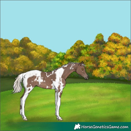 Horse Color:White Spotted Silver Black Tobiano 