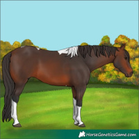 Horse Color:Brown Tobiano
