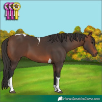 Horse Color:Brown Tobiano