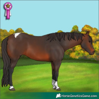 Horse Color:Brown Tobiano