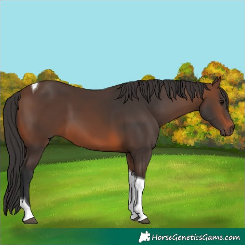 Horse Color:Brown Tobiano 