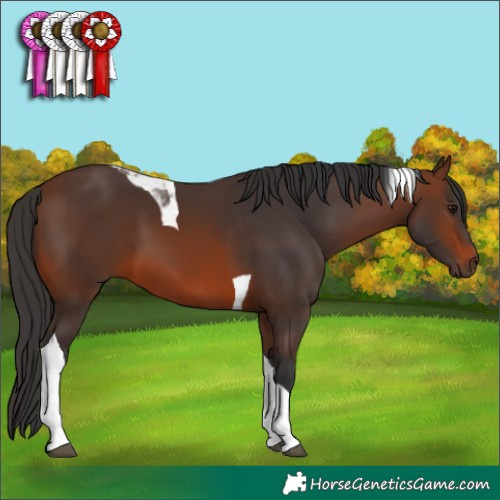 Horse Color:Brown Tobiano 