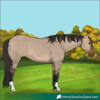 Horse Color:Brown Dun