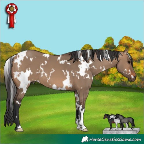 Horse Color:White Spotted Brown Dun 