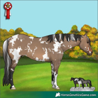 Horse Color:White Spotted Brown Dun 