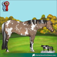 Horse Color:White Spotted Brown Dun 
