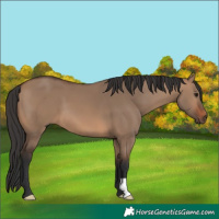 Horse Color:Brown Dun 