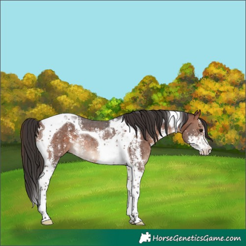 Horse Color:Brown Sabino Tobiano Rabicano