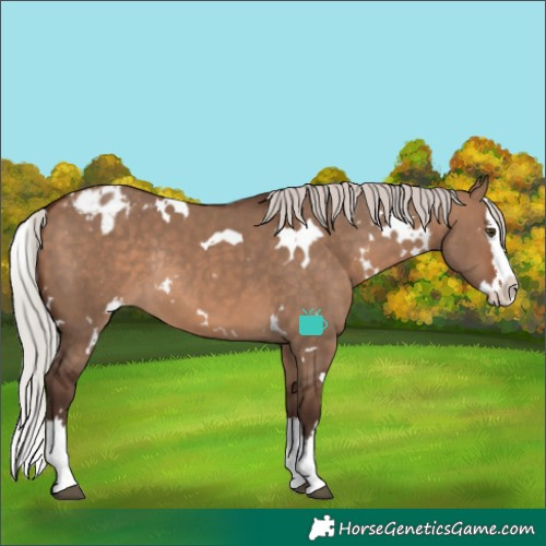Horse Color:White Spotted Silver Brown Dun Splash Appaloosa Rabicano 