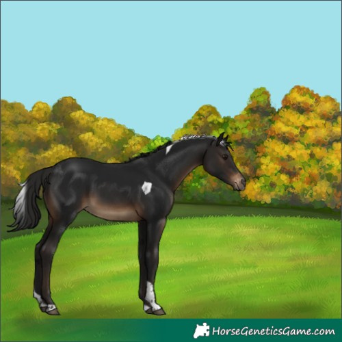 Horse Color:Gray Brown Tobiano Appaloosa 