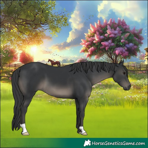 Horse Color:Black 