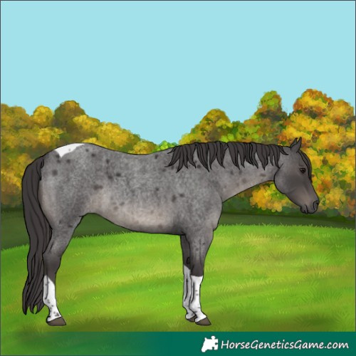 Horse Color:Smoky Blue Roan Tobiano 