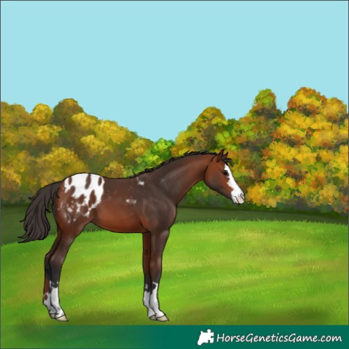 Horse Color:Bay Appaloosa 