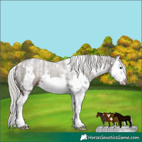 Horse Color:Powder White White Spotted Silver Black Splash Frame 