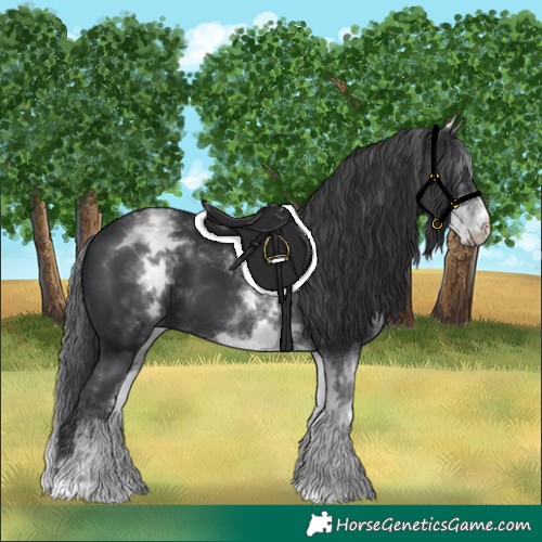 Horse Color:White Spotted Black 