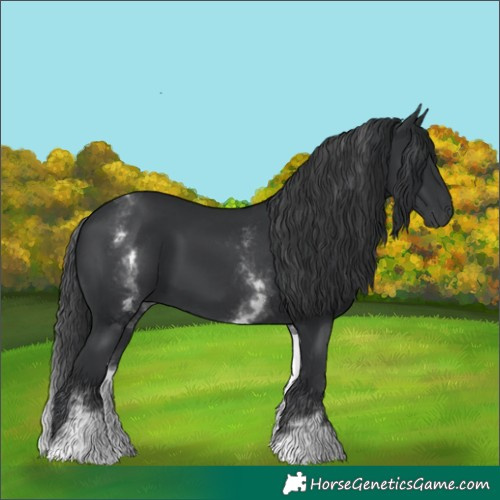 Horse Color:White Spotted Black