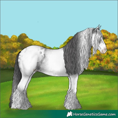 Horse Color:White Spotted Blue Roan Appaloosa