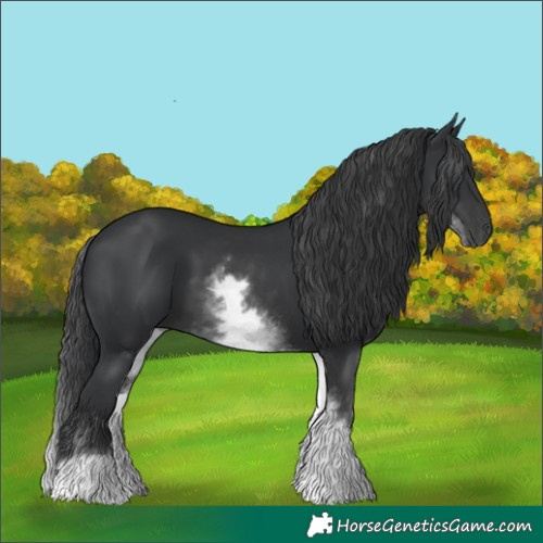 Horse Color:White Spotted Black 