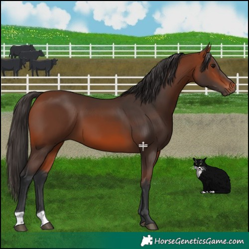 Horse Color:Bay 