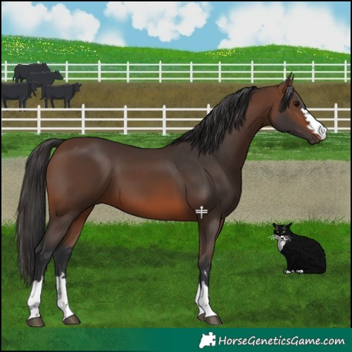 Horse Color:Brown 