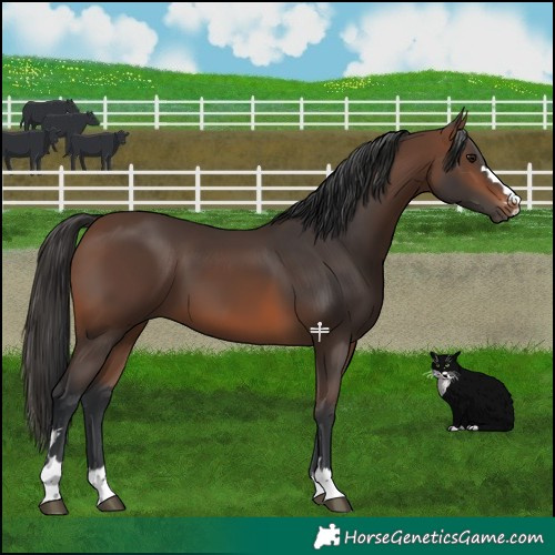 Horse Color:Brown 