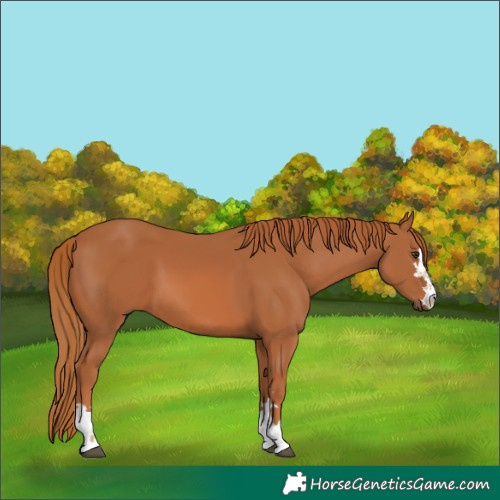 Horse Color:Chestnut 