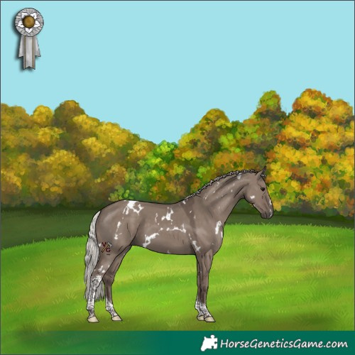 Horse Color:White Spotted Silver Grullo Tobiano