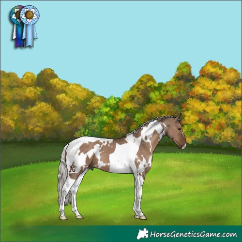Horse Color:White Spotted Silver Grullo Tobiano 