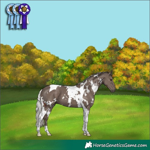 Horse Color:White Spotted Silver Black Tobiano